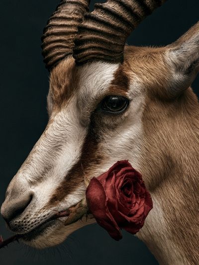 Antelope with Rose Photography Poster.