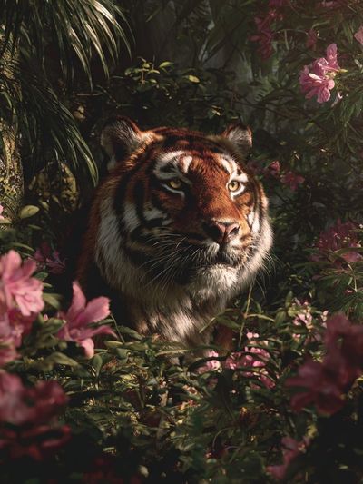 Tiger in Blooming Jungle Poster.