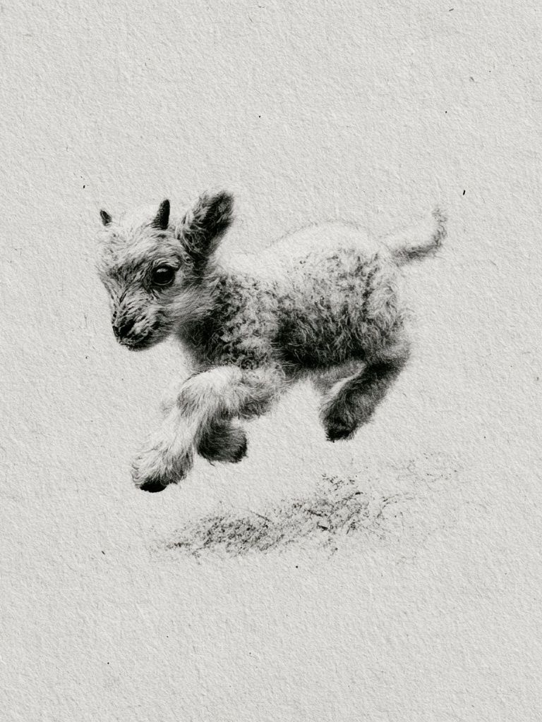 Baby Goat Sketch Poster. poster detail