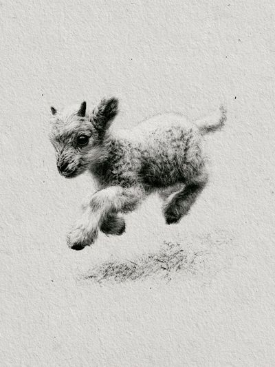 Baby Goat Sketch Poster.