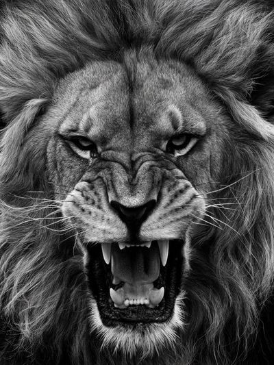 Roaring Lion Black-White Poster.