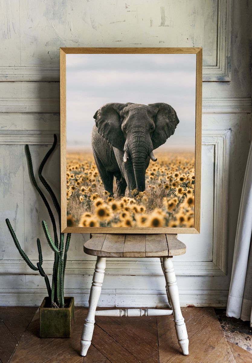Elephant in Sunflower Field Photography Poster. — room view 1