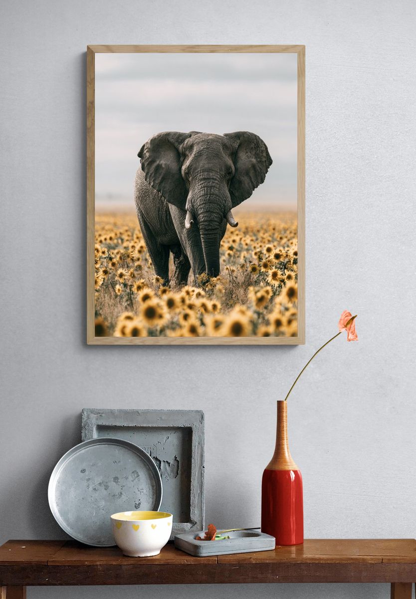 Elephant in Sunflower Field Photography Poster. — room view 3