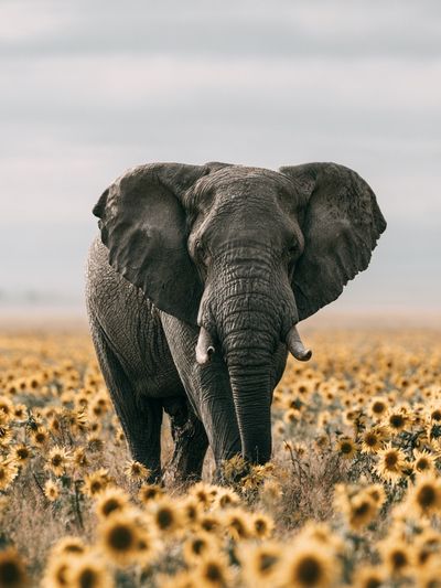 Elephant in Sunflower Field Photography Poster.
