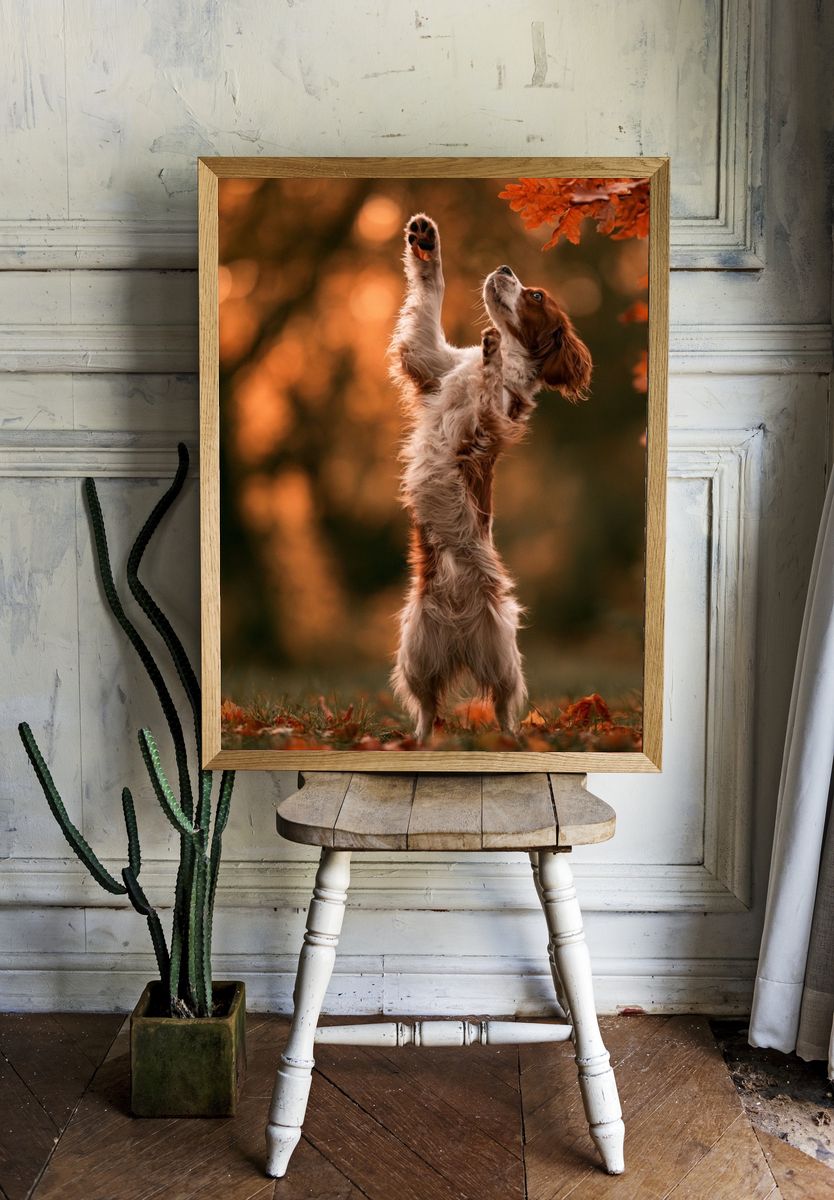 Autumn Spaniel Portrait Poster. room preview