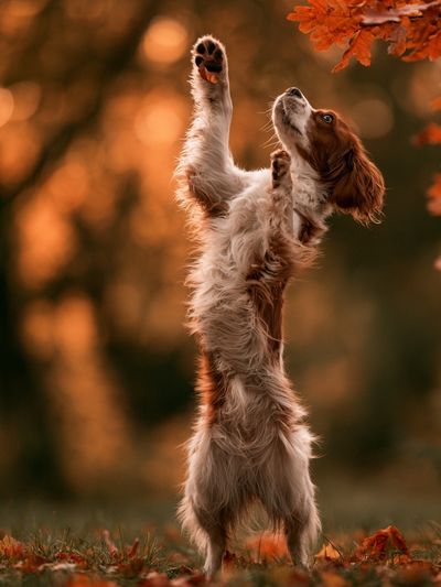Autumn Spaniel Portrait Poster.