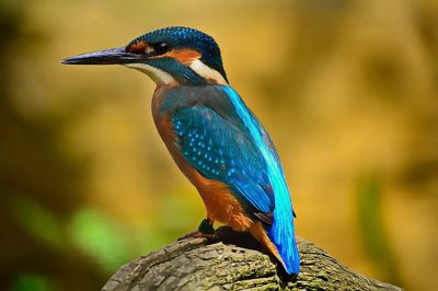 Kingfisher on Branch Wildlife Print. poster print