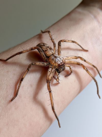 Spider on Hand Photography Poster.