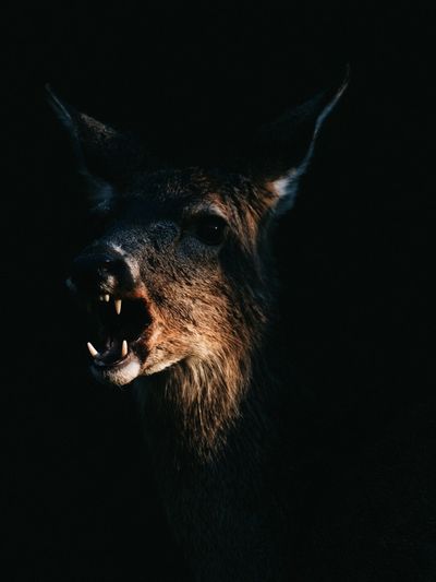 Howling Deer Photography Poster. poster