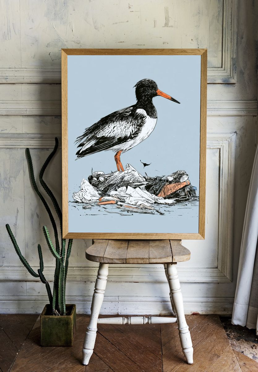 Oystercatcher Illustration Poster. — room view 1