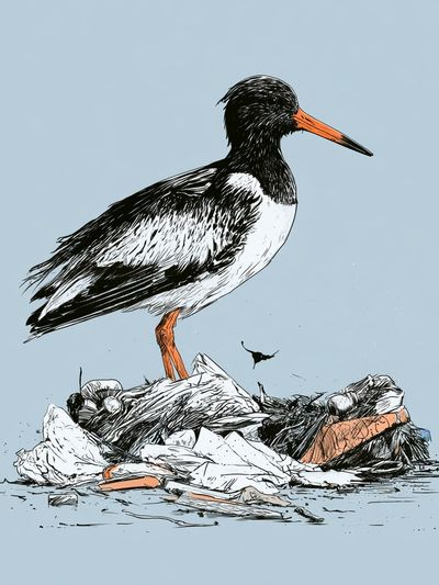 Oystercatcher Illustration Poster. poster