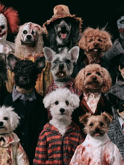 Halloween Dogs Portrait Poster.