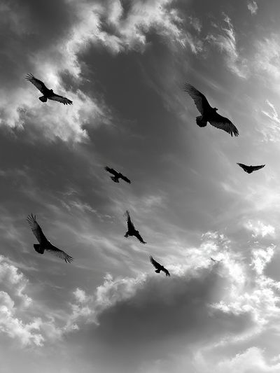 Birds in Stormy Sky Black-White Print. poster