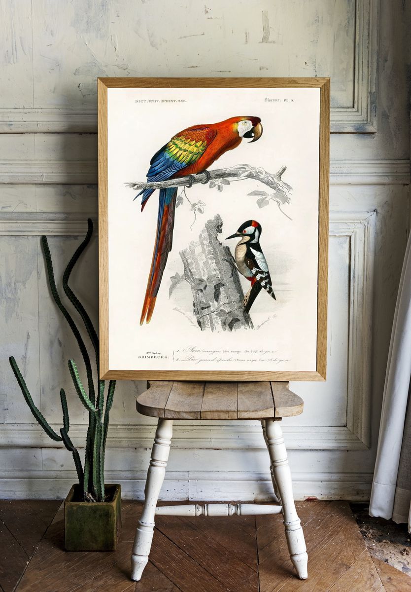 Different types birds illustrated Charles. — room view 1