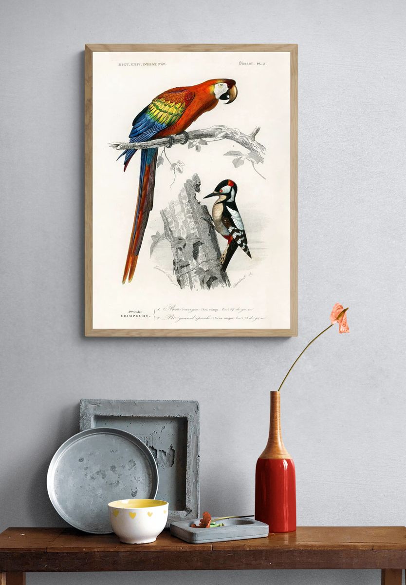Different types birds illustrated Charles. — room view 3