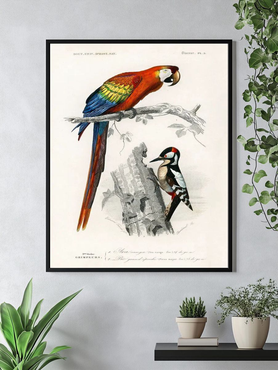Different types birds illustrated Charles. — room view 4