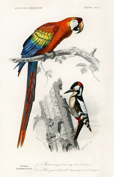 Different types birds illustrated Charles.
