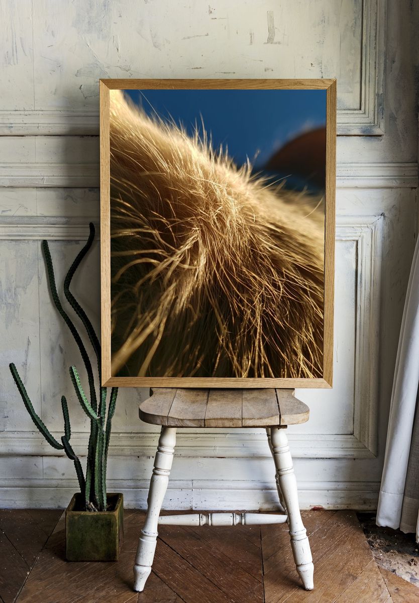 Golden Cat Fur Close-Up Poster. — room view 1