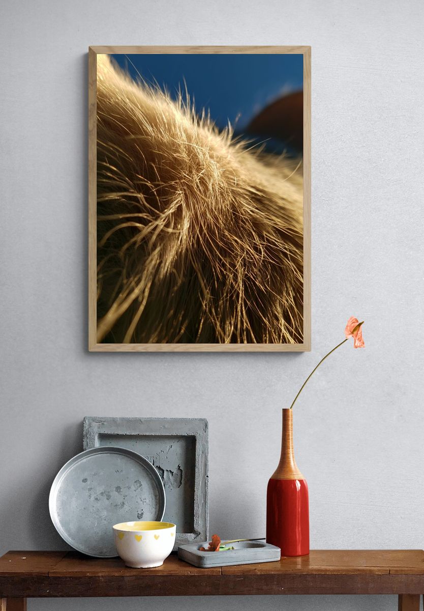 Golden Cat Fur Close-Up Poster. — room view 3