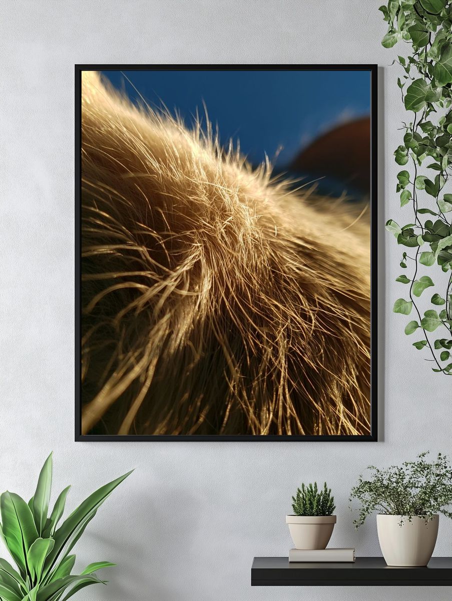 Golden Cat Fur Close-Up Poster. — room view 4