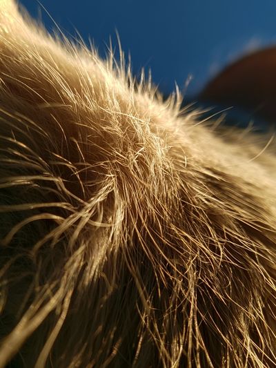 Golden Cat Fur Close-Up Poster.