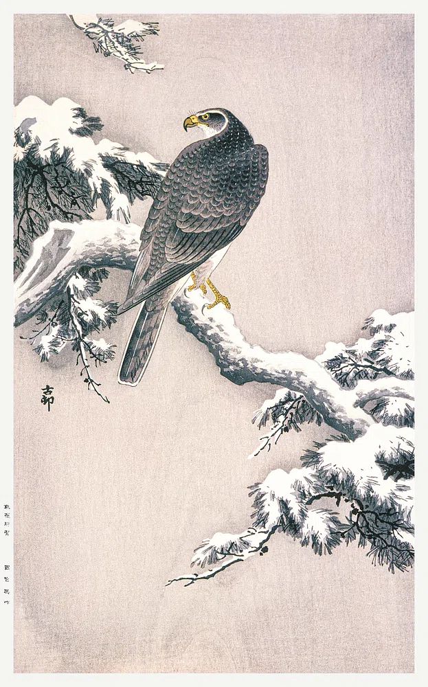 Goshawk Snow-covered Pine Bough Ohara. poster — animals art