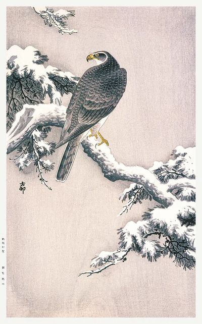 Goshawk Snow-covered Pine Bough Ohara. poster print