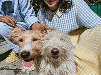 Playful Dogs Portrait Poster.