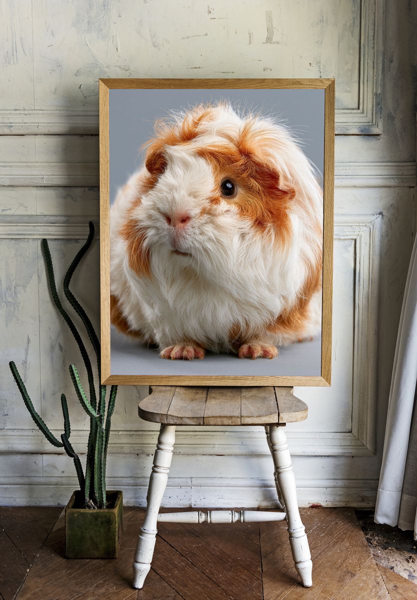 Fluffy Guinea Pig Portrait Poster. room preview