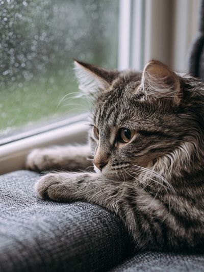 Tabby Cat by the Window Photography Poster.