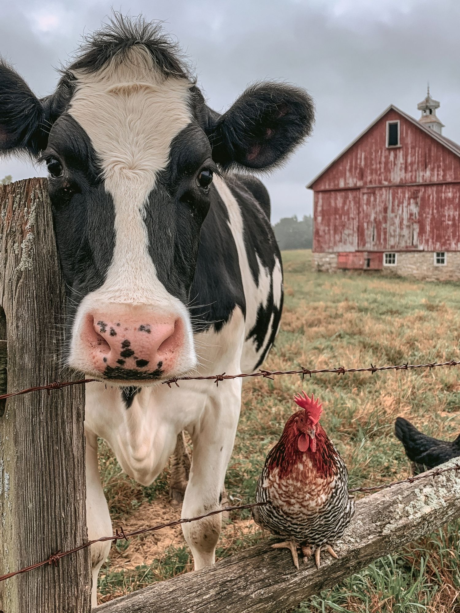 Farmyard Cow Portrait Poster. poster detail
