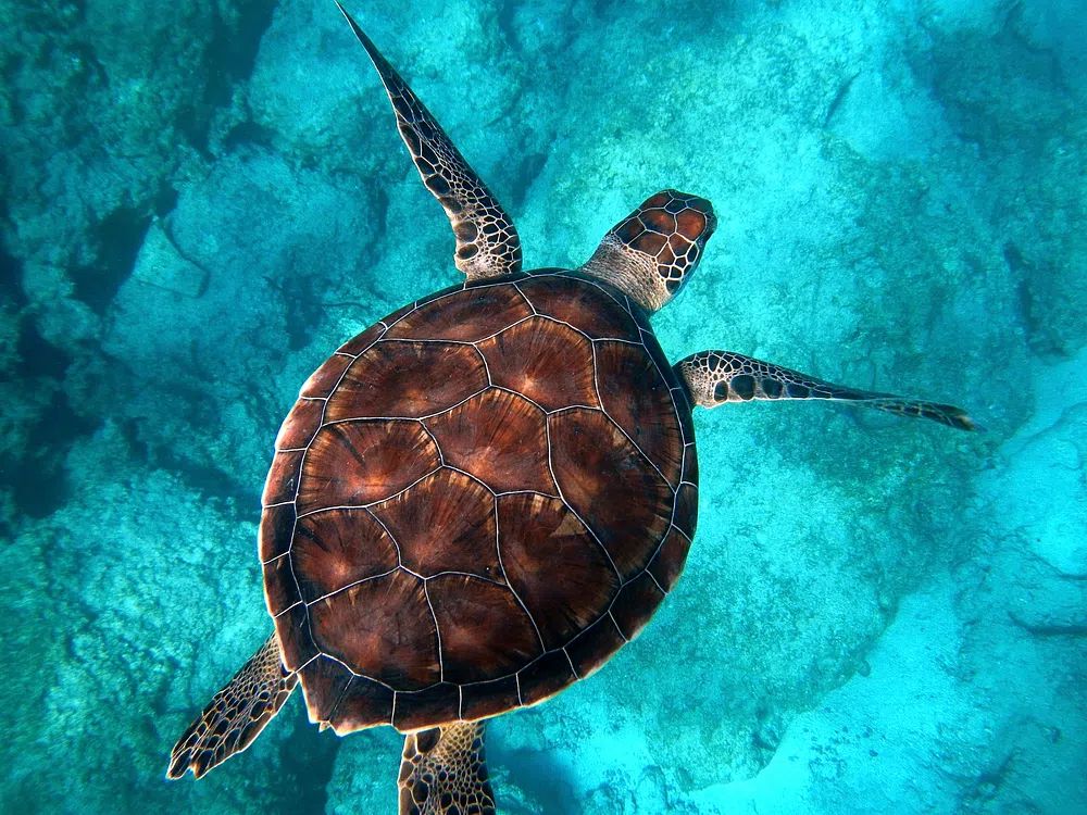 Big sea turtle swimming ocean. poster — animals art
