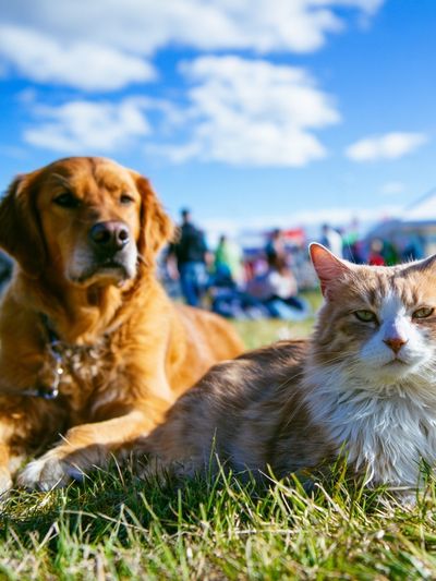 Dog and Cat Meadow Portrait Poster.