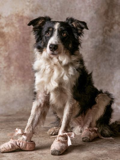 Ballet Dog Portrait Poster.
