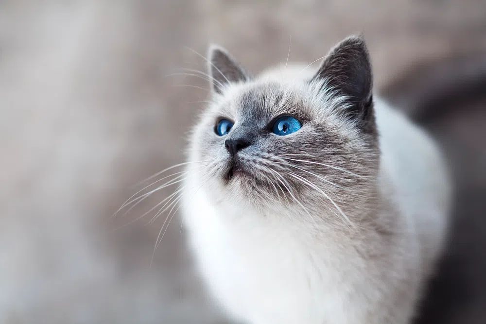 Close-up blue-eyed cat looking up. poster detail