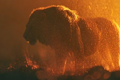 Lion in Golden Rain Poster.