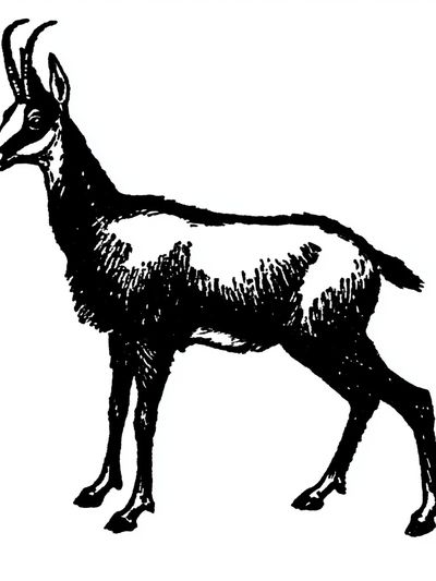 Antelope Ink Illustration Print.