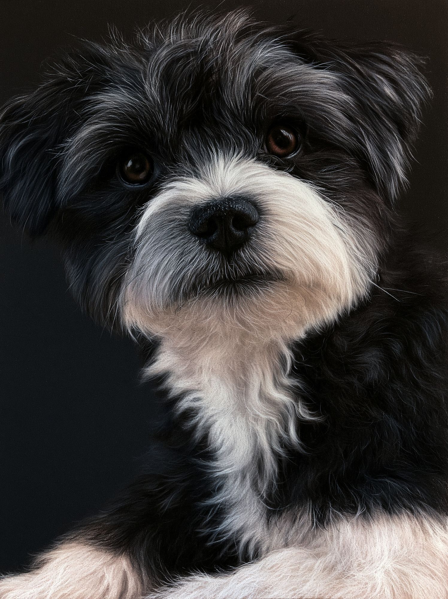 Shih Tzu Portrait Poster. poster detail