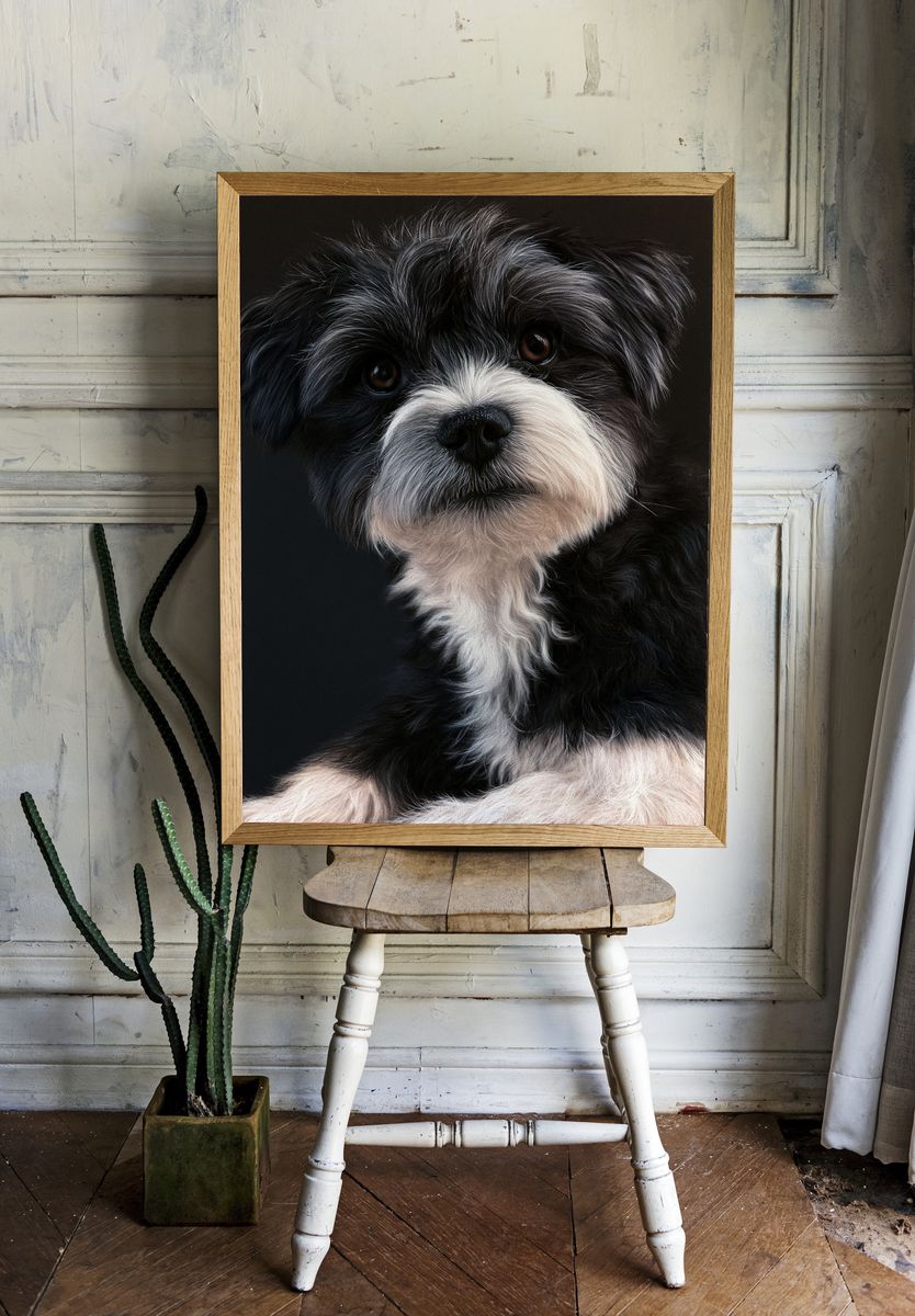 Shih Tzu Portrait Poster. — room view 1