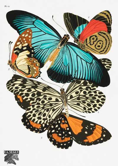 E.A. Séguy 's vintage butterflies. poster print