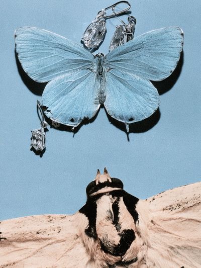 Blue Butterfly and Moth Collage Print. poster