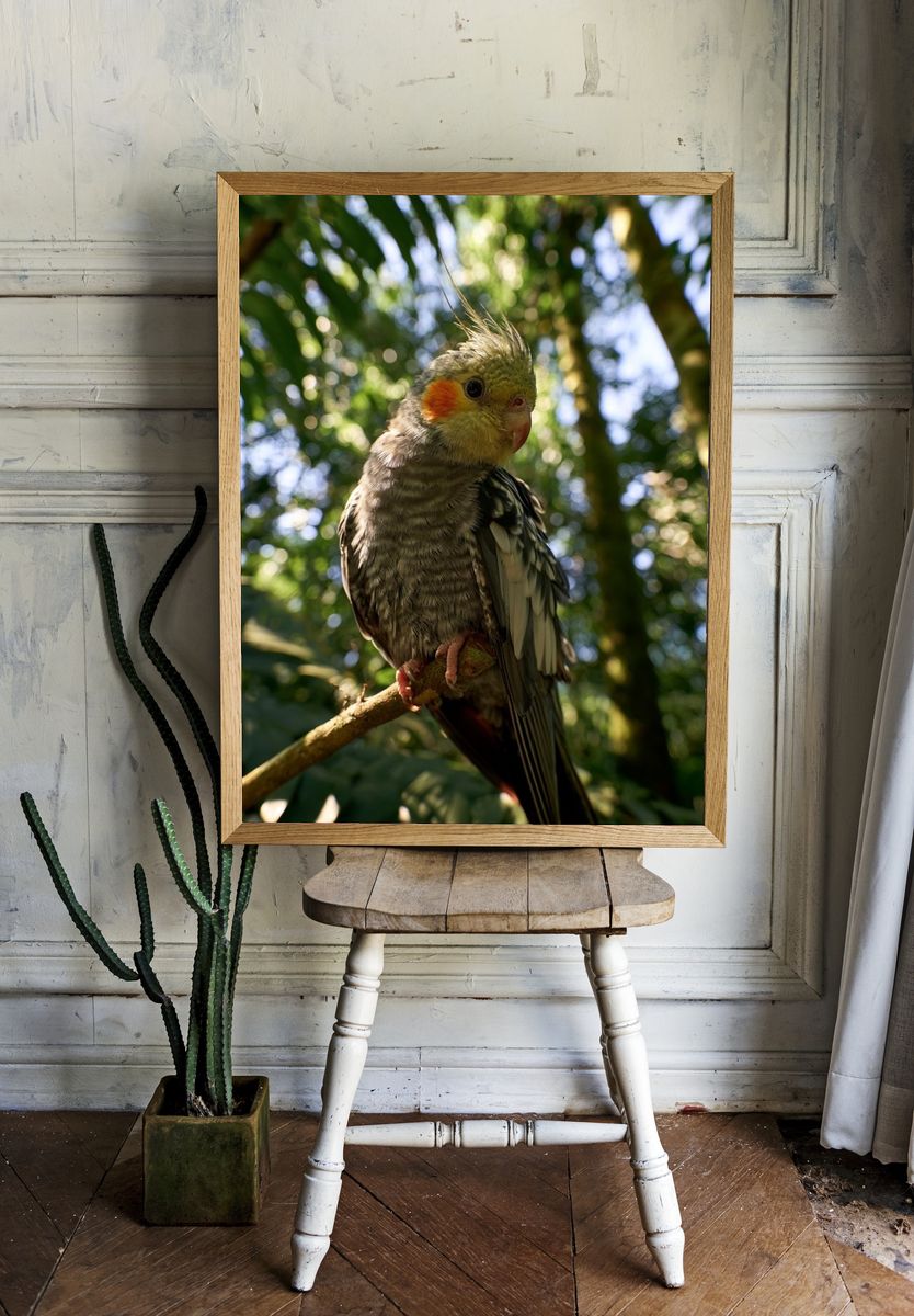 Cockatiel in Forest Light Poster. room preview