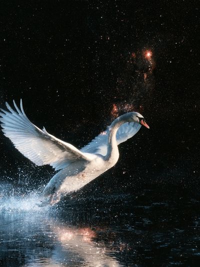 Swan in Starlight Illustration Poster.