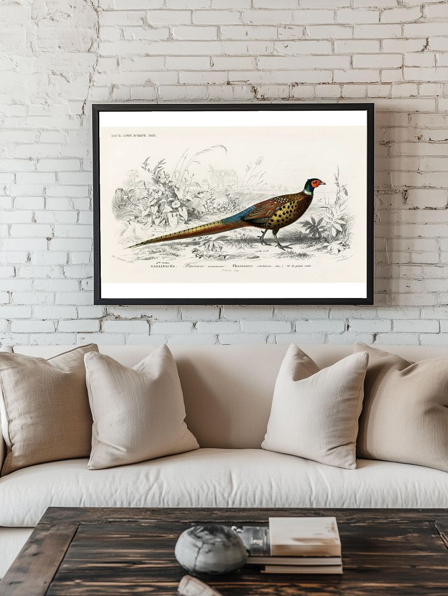 Ring-neckrd pheasant (Phasianus colchicus) illustrated. — room view 1