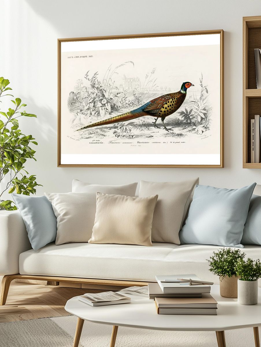 Ring-neckrd pheasant (Phasianus colchicus) illustrated. — room view 2
