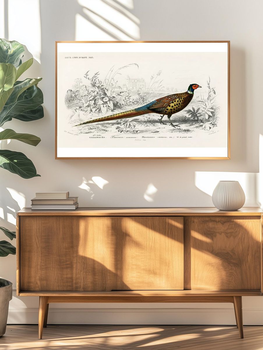 Ring-neckrd pheasant (Phasianus colchicus) illustrated. — room view 3