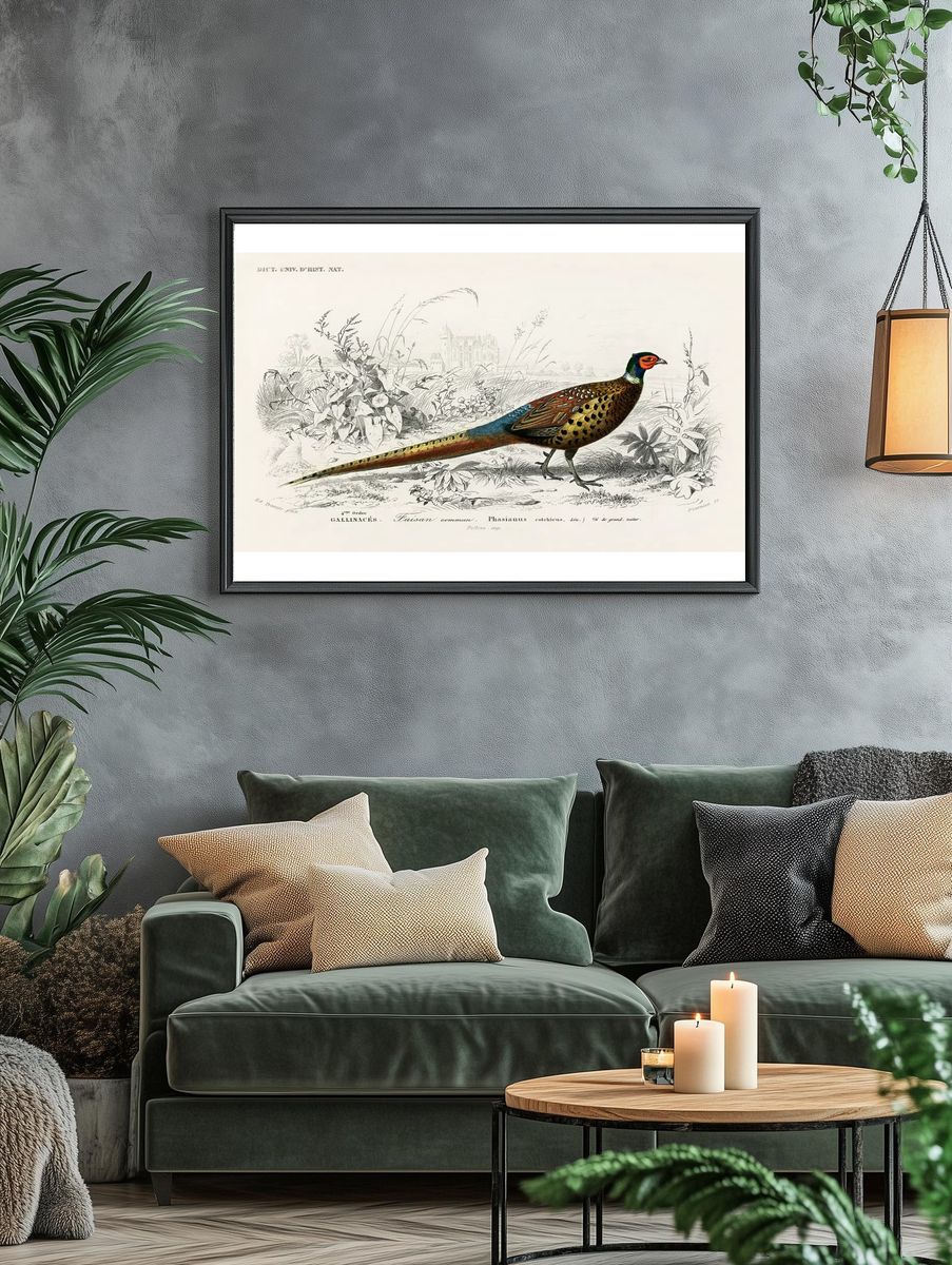 Ring-neckrd pheasant (Phasianus colchicus) illustrated. — room view 4