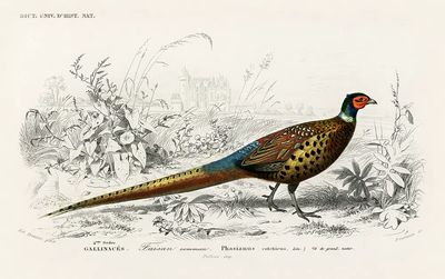Ring-neckrd pheasant (Phasianus colchicus) illustrated.