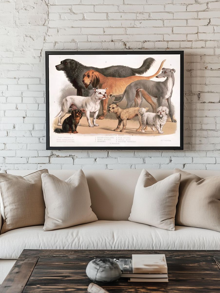 Carnivora (1874), flesh-eating animals, family-dogs. — room view 1