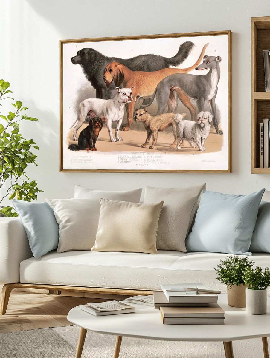 Carnivora (1874), flesh-eating animals, family-dogs. — room view 2